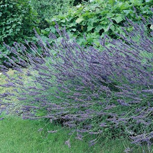 2 x lavandin  - lavandula intermedia 'grosso'  - godet 9x9 cm