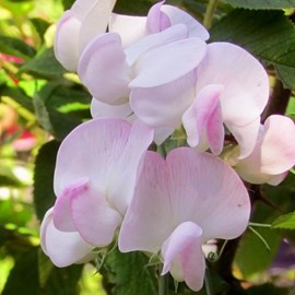 6 x pois vivace  - lathyrus latifolius 'pink pearl'  - godet 9x9 cm