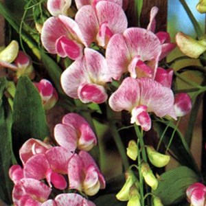 6 x pois vivace  - lathyrus latifolius 'pink pearl'  - godet 9x9 cm