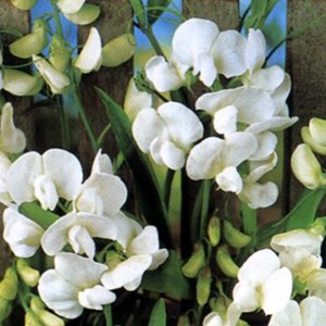 6 x pois vivace  - lathyrus latifolius 'white pearl'  - godet 9x9 cm