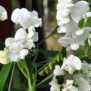 6 x pois vivace  - lathyrus latifolius 'white pearl'  - godet 9x9 cm