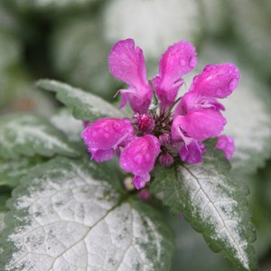 6 x lamier tacheté  - lamium maculatum 'beacon silver'  - godet 9x9 cm