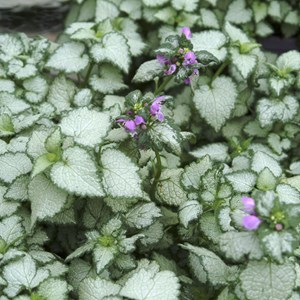 6 x lamier tacheté  - lamium maculatum 'beacon silver'  - godet 9x9 cm