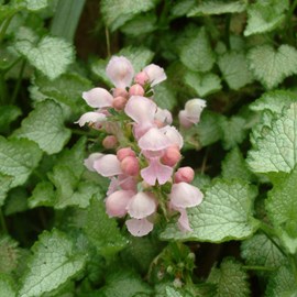 6 x lamier tacheté  - lamium maculatum 'pink pewter'  - godet 9x9 cm