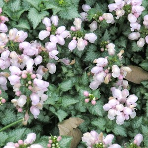 6 x lamier tacheté  - lamium maculatum 'pink pewter'  - godet 9x9 cm