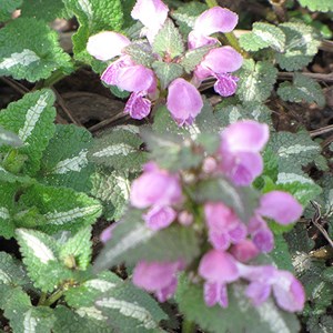 6 x lamier tacheté  - lamium maculatum 'roseum'  - godet 9x9 cm