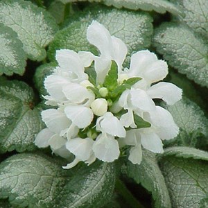 6 x lamier tacheté  - lamium maculatum 'white nancy'  - godet 9x9 cm