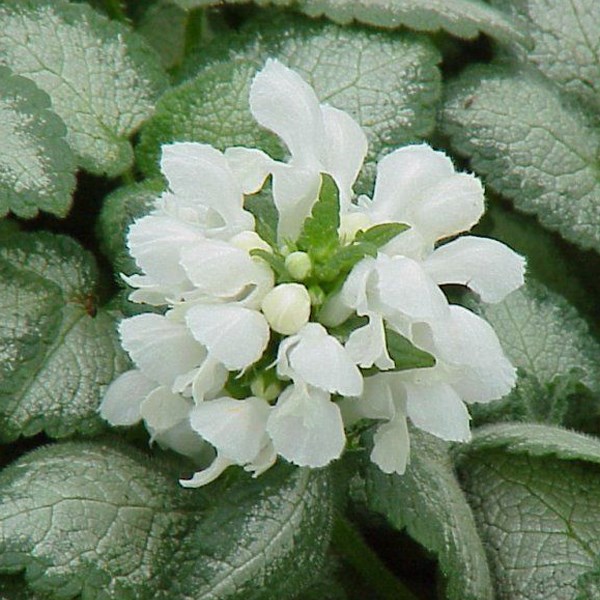 Arborix - 6 x lamier tacheté  - lamium maculatum 'white nancy'  - godet 9x9 cm