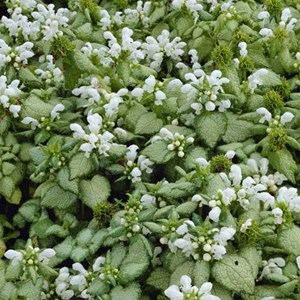 6 x lamier tacheté  - lamium maculatum 'white nancy'  - godet 9x9 cm