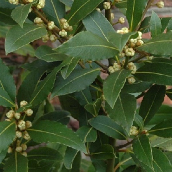 6 x laurier noble - laurus nobilis - godet 9x9 cm