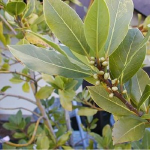 6 x laurier noble - laurus nobilis  - godet 9x9 cm