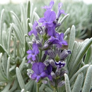 6 x lavande vraie  - lavandula 'richard gray'  - godet 9x9 cm