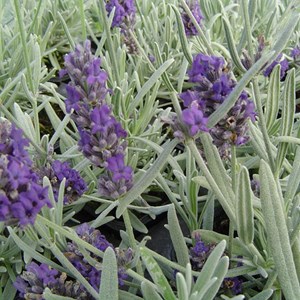 6 x lavande vraie  - lavandula 'richard gray'  - godet 9x9 cm