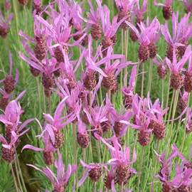 6 x lavande pédonculée - lavandula stoechas 'pedunculata'  - godet 9x9 cm