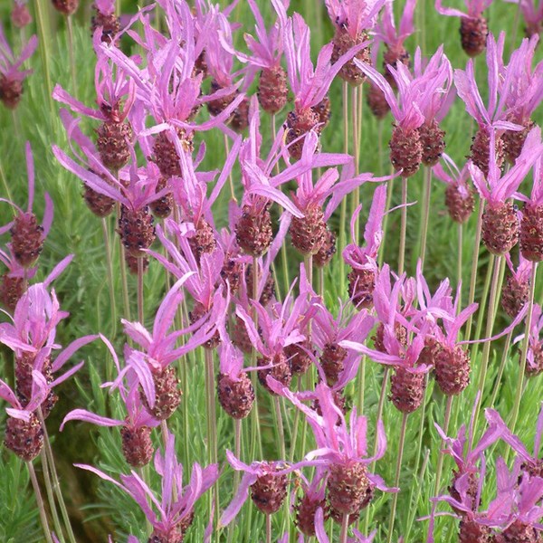 6 x lavande pédonculée - lavandula stoechas 'pedunculata' - godet 9x9 cm