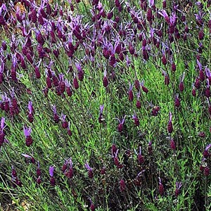 6 x lavande pédonculée - lavandula stoechas 'pedunculata'  - godet 9x9 cm