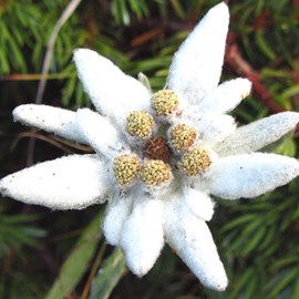 6 x edelweiss des alpes - leontopodium alpinum  - godet 9x9 cm