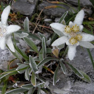 6 x edelweiss des alpes - leontopodium alpinum  - godet 9x9 cm