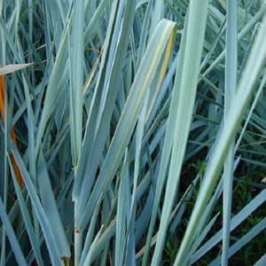 6 x blé d'azur - leymus arenarius  - godet 9x9 cm