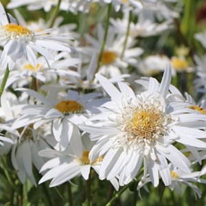 6 x marguerite  - leucanthemum 'christine hagemann'  - godet 9x9 cm