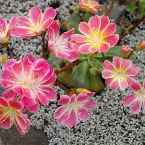 Lewisia cotyledon - godet 9x9 cm