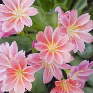 6 x lewisia cotyledon - godet 9x9 cm
