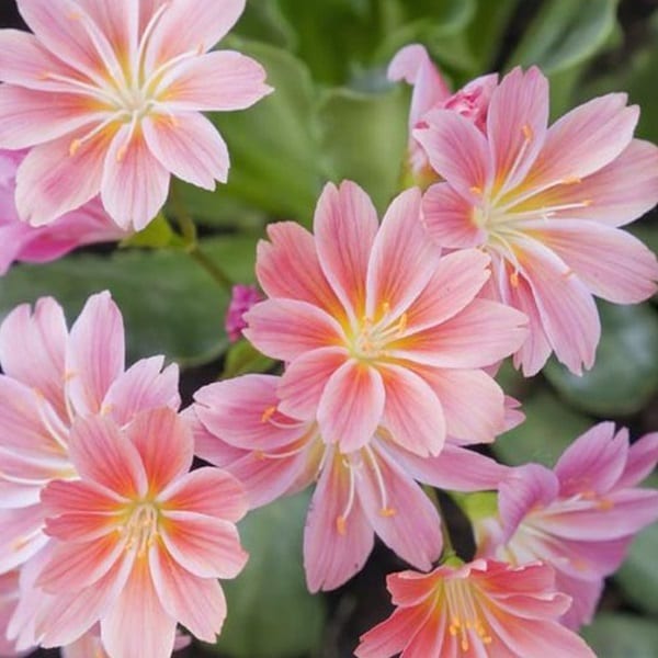 6 x lewisia cotyledon - godet 9x9 cm