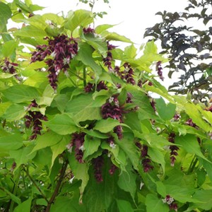 2 x arbre aux faisans  - leycesteria formosa 'golden lanterns'  - 40-50 cm pot