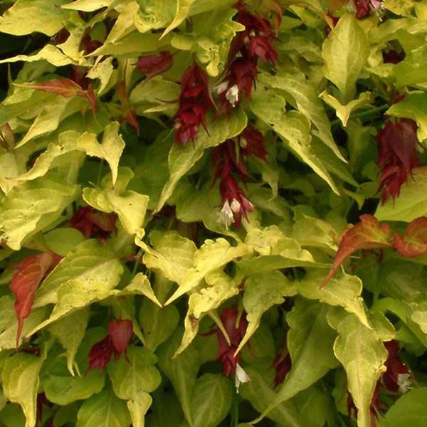 Arborix - 2 x arbre aux faisans  - leycesteria formosa 'golden lanterns'  - 40-50 cm pot