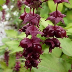 2 x arbre aux faisans  - leycesteria formosa 'purple rain'  - 40-50 cm pot