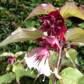2 x arbre aux faisans  - leycesteria formosa 'purple rain'  - 40-50 cm pot