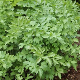 6 x livèche officinale - levisticum officinale  - godet 9x9 cm