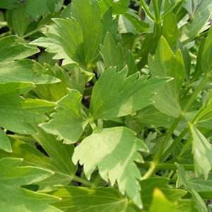 6 x livèche officinale - levisticum officinale  - godet 9x9 cm