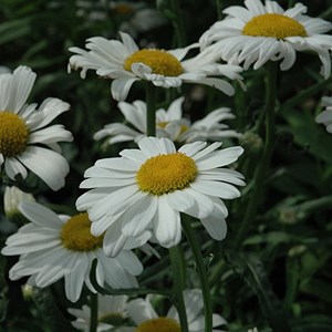 6 x marguerite  - leucanthemum 'polaris'  - godet 9x9 cm