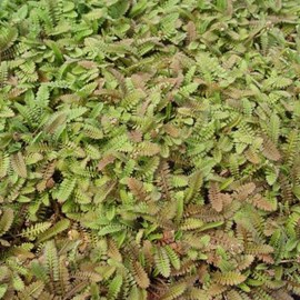 6 x cotule potentille - leptinella potentillina  - godet 9x9 cm