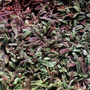 6 x cotule potentille - leptinella potentillina  - godet 9x9 cm