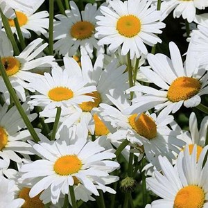 6 x marguerite  - leucanthemum 'silberprinzesschen'  - godet 9x9 cm