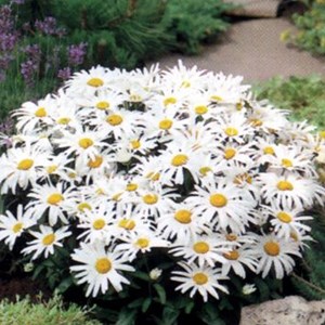 6 x marguerite  - leucanthemum 'silberprinzesschen'  - godet 9x9 cm