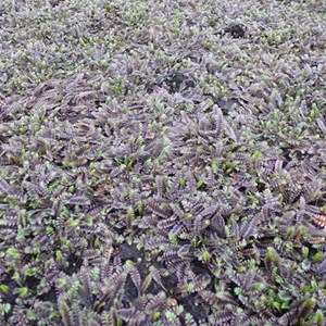 6 x cotule à bractées  - leptinella squalida 'platt's black'  - godet 9x9 cm