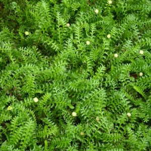 6 x cotule à bractées - leptinella squalida  - godet 9x9 cm