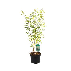 2 x lespedeza thunbergii - 30-40 cm pot