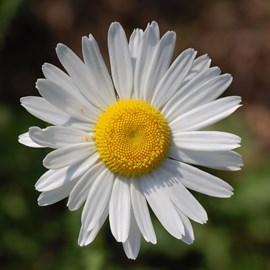 6 x marguerite commune - leucanthemum vulgare  - godet 9x9 cm