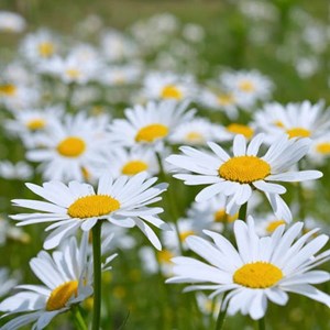 6 x marguerite commune - leucanthemum vulgare  - godet 9x9 cm
