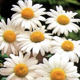 6 x marguerite 'maikönigin' - leucanthemum vulgare 'maikonigin'  - godet 9x9 cm