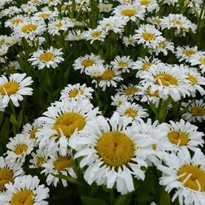 6 x marguerite 'maikönigin' - leucanthemum vulgare 'maikonigin'  - godet 9x9 cm
