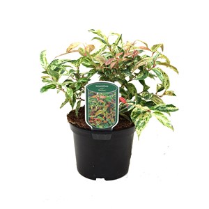 2 x fleur de perle  - leucothoe fontanesiana 'rainbow'  - 20-30 cm pot