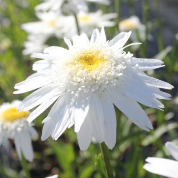 6 x marguerite - leucanthemum 'wirral supreme' - godet 9x9 cm