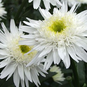 6 x marguerite  - leucanthemum 'wirral supreme'  - godet 9x9 cm