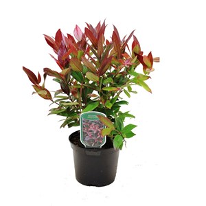 2 x leucothoe fontanesiana (= - leucothoe scarletta (= 'zeblid') - 20-30 cm pot