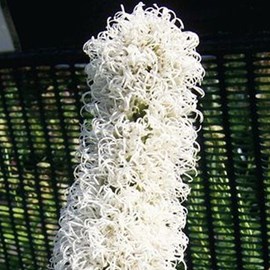 6 x liatride, plume du kansas - liatris spicata 'floristan weiss' - godet 9x9